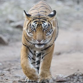 Dhikala Tiger Tracing Tour
