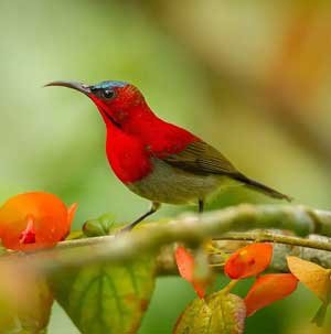 Corbett Birdwatching Tour, Jim Corbett National Park