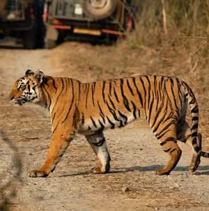 Corbett Budget Tour, Jim Corbett National Park