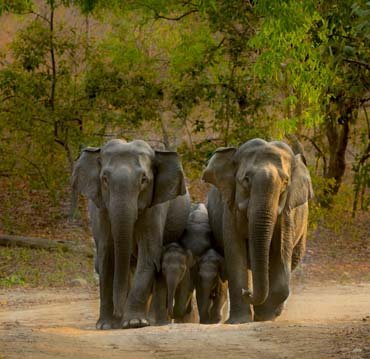 Corbett Elephant Safari, Jim Corbett Natinal Park