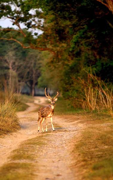 FAQ's, Jim Corbett National Park