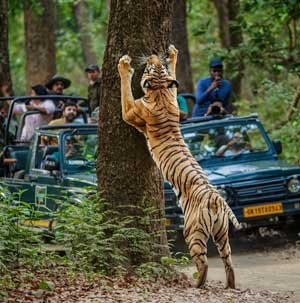 Corbett Group Tour, Jim Corbett National Park