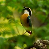 Pawalgarh Bird Watching, Jim Corbett National Park