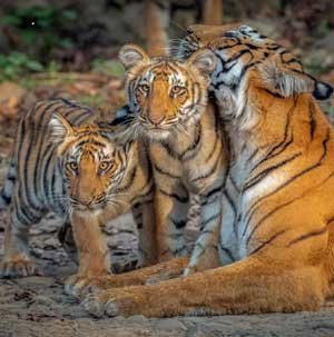 Dhikala Tiger Tracing Tour, Jim Corbett National Park