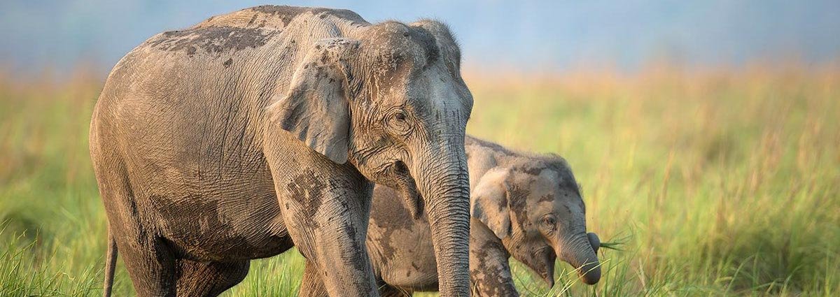 Flora & Fauna In jim corbett national park India Flora & Fauna In jim corbett national park India